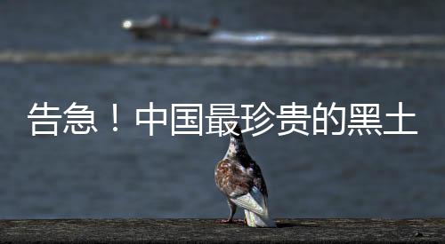 告急!中国最珍贵的黑土正在加速流失!